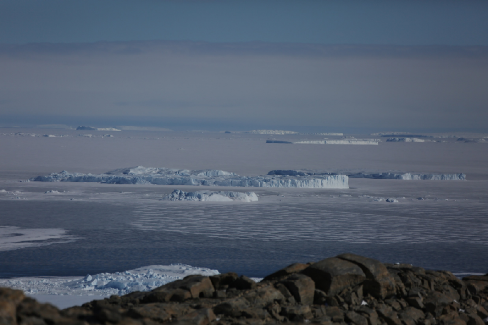 南极一支守冠军之冠，风头无两