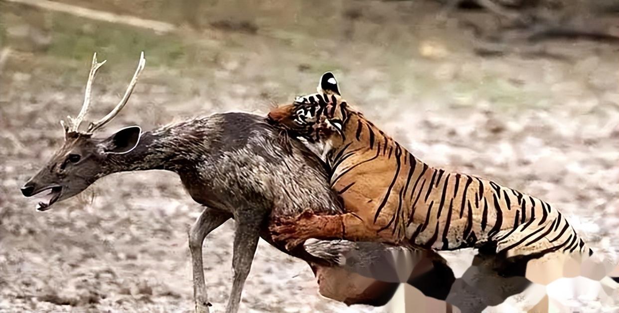 吉林东北虎坐失良机，遭遇三连败