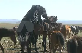 马鲁设森斯欲倒柯马汉，同俱手推更